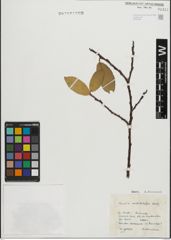 Foto von Salix mielichhoferi Saut.